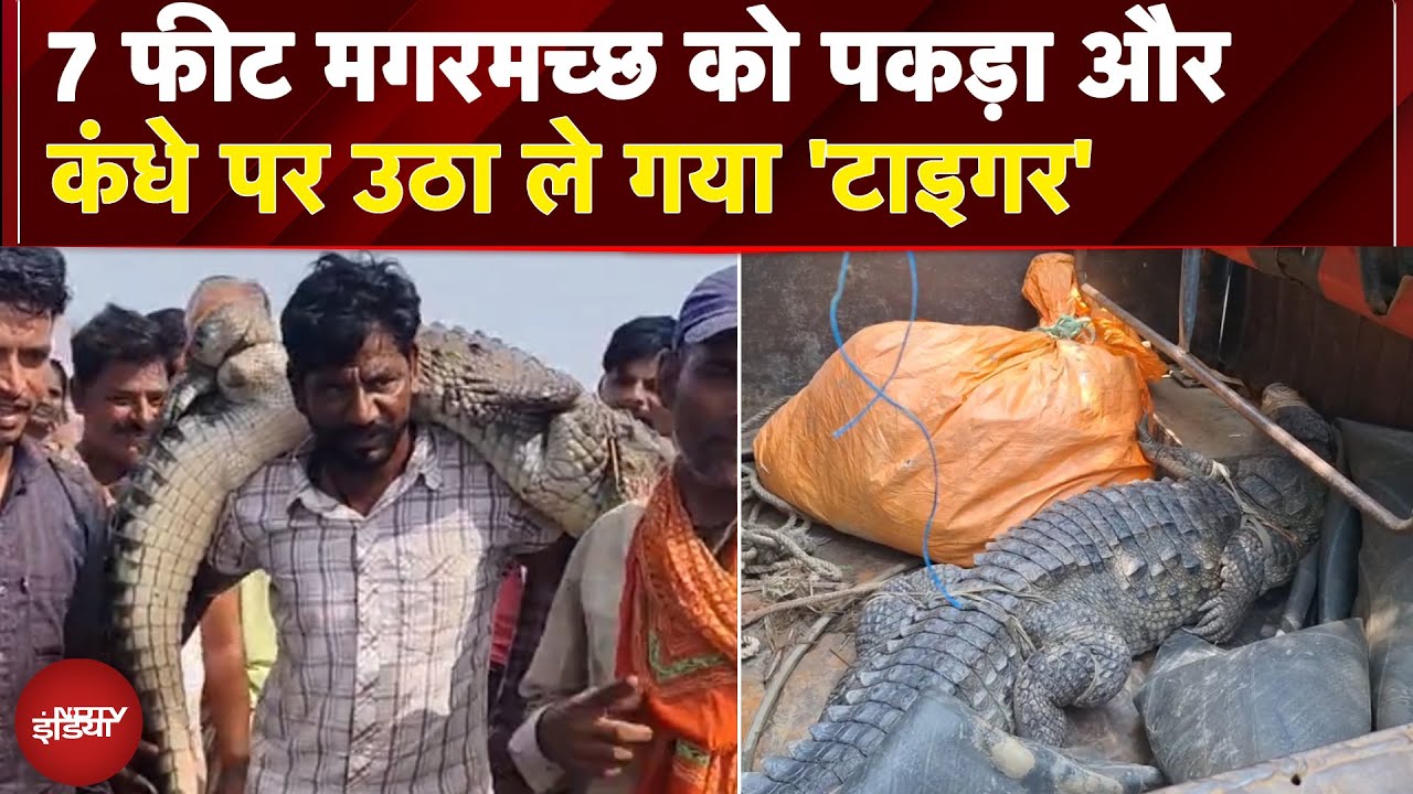 On Camera: 7 फीट मगरमच्छ को पकड़ा और कंधे पर उठा ले गया 'टाइगर', देखें VIDEO On Camera: 7 फीट मगरमच्छ को पकड़ा और कंधे पर उठा ले गया 'टाइगर', देखें VIDEO