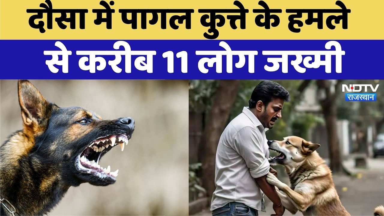 Dog Bites Cases: Dausa में पागल Dog के हमले से करीब 11 लोग जख्मी | Viral Video | Rajasthan Top News Dog Bites Cases: Dausa में पागल Dog के हमले से करीब 11 लोग जख्मी | Viral Video | Rajasthan Top News