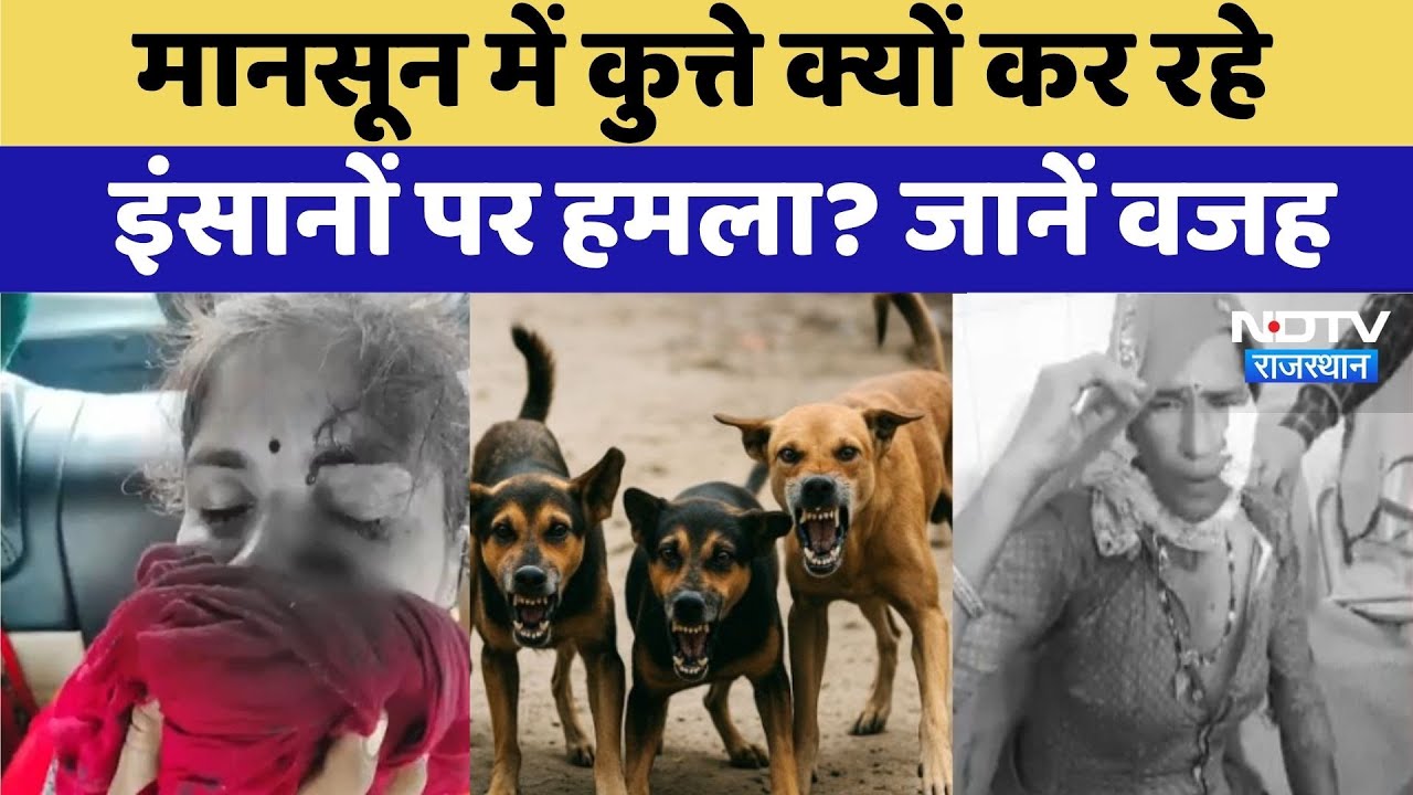 Dog Bite Cases: Monsoon में कुत्ते क्यों कर रहे इंसानों पर हमला? जानें वजह | Top News Dog Bite Cases: Monsoon में कुत्ते क्यों कर रहे इंसानों पर हमला? जानें वजह | Top News