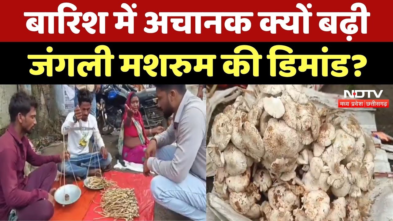 Jungly Mushroom: बारिश में अचानक क्यों बढ़ गई जंगली मशरुम की डिमांड, वजह कर देगी हैरान! Umaria