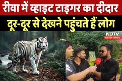 White Tiger Safari in Rewa: Mukundpur White Tiger Safari पूरी दुनिया में क्यों Famous? | MP News White Tiger Safari in Rewa: Mukundpur White Tiger Safari पूरी दुनिया में क्यों Famous? | MP News