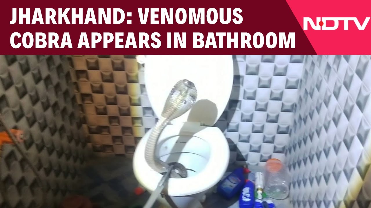 Jharkhand News | Panic In Jharkhand's Pakur District As Snake Appears In Bathroom