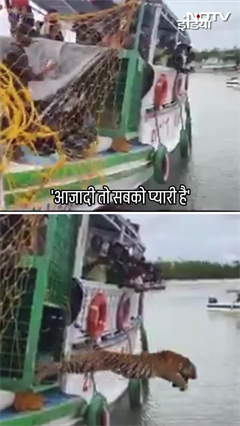 Video: Sundarban Viral Video: बाघ को Rescue के बाद दोबारा जंगल में छोड़े जाने का वीडियो वायरल हो रहा है