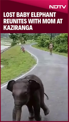 Forest Rangers Feared Elephant Won't Accept Separated Calf. They Did This