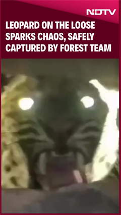 Leopard Causes Chaos Before Being Escorted Out By Wildlife Squad