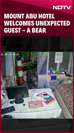 Bear Enters Mount Abu Hotel At Night. Then This Happened Bear Enters Mount Abu Hotel At Night. Then This Happened