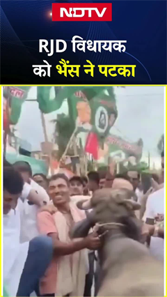 Bihar Bandh के दौरान भैंस की पीठ पर चढ़ प्रदर्शन कर रहे RJD विधायक Vijay Samrat को भैंस ने गिराया Bihar Bandh के दौरान भैंस की पीठ पर चढ़ प्रदर्शन कर रहे RJD विधायक Vijay Samrat को भैंस ने गिराया
