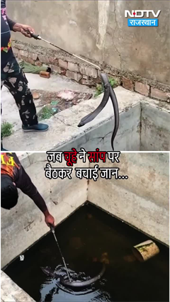 Kota: सांप की पीठ पर बैठा चूहा, हैरान कर देने वाला नज़ारा! | Rajasthan Viral Video | SHORTS Kota: सांप की पीठ पर बैठा चूहा, हैरान कर देने वाला नज़ारा! | Rajasthan Viral Video | SHORTS