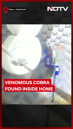 Jharkhand News | Panic In Jharkhand's Pakur District As Venomous Snake Appears In Bathroom Jharkhand News | Panic In Jharkhand's Pakur District As Venomous Snake Appears In Bathroom