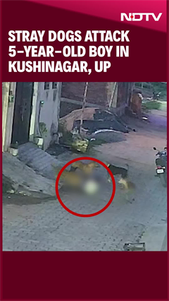 Viral Video | Stray Dogs Attack 5-Year-Old Boy in Kushinagar, UP Viral Video | Stray Dogs Attack 5-Year-Old Boy in Kushinagar, UP