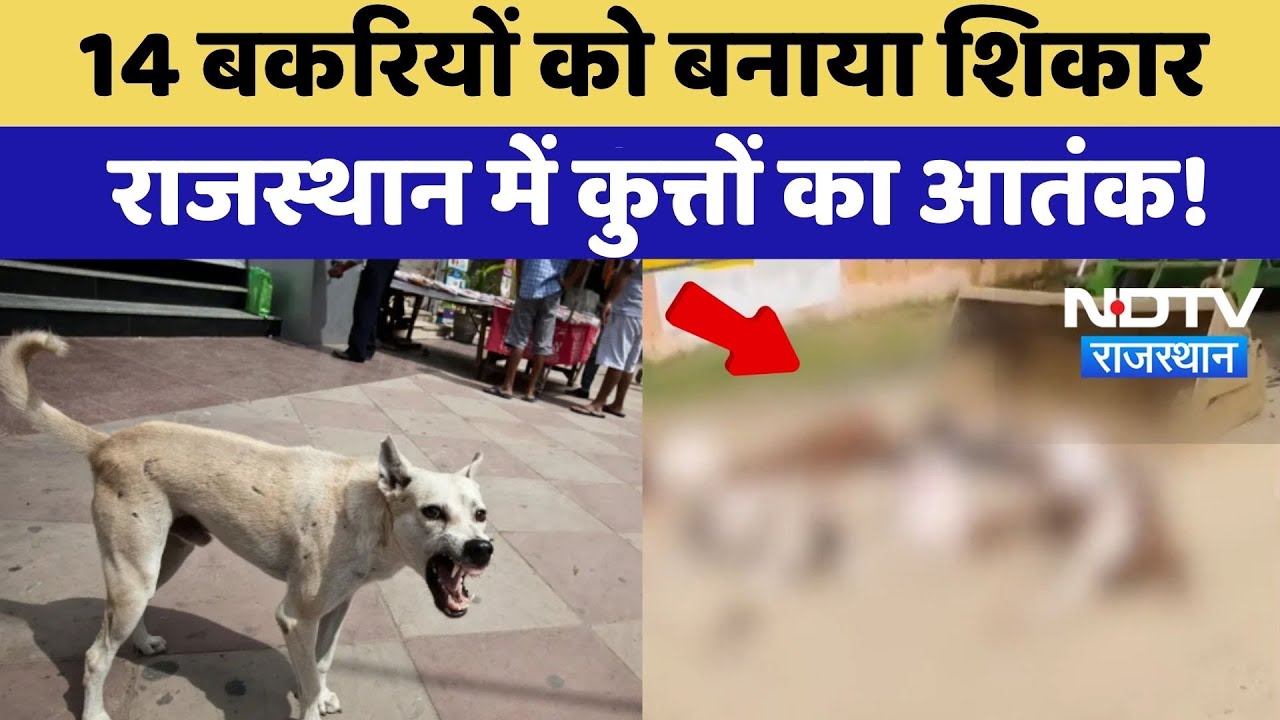 Stray Dogs Rajasthan: राजस्थान में कुत्तों का कहर, 14 Goats का किया शिकार | Top News | Latest News
