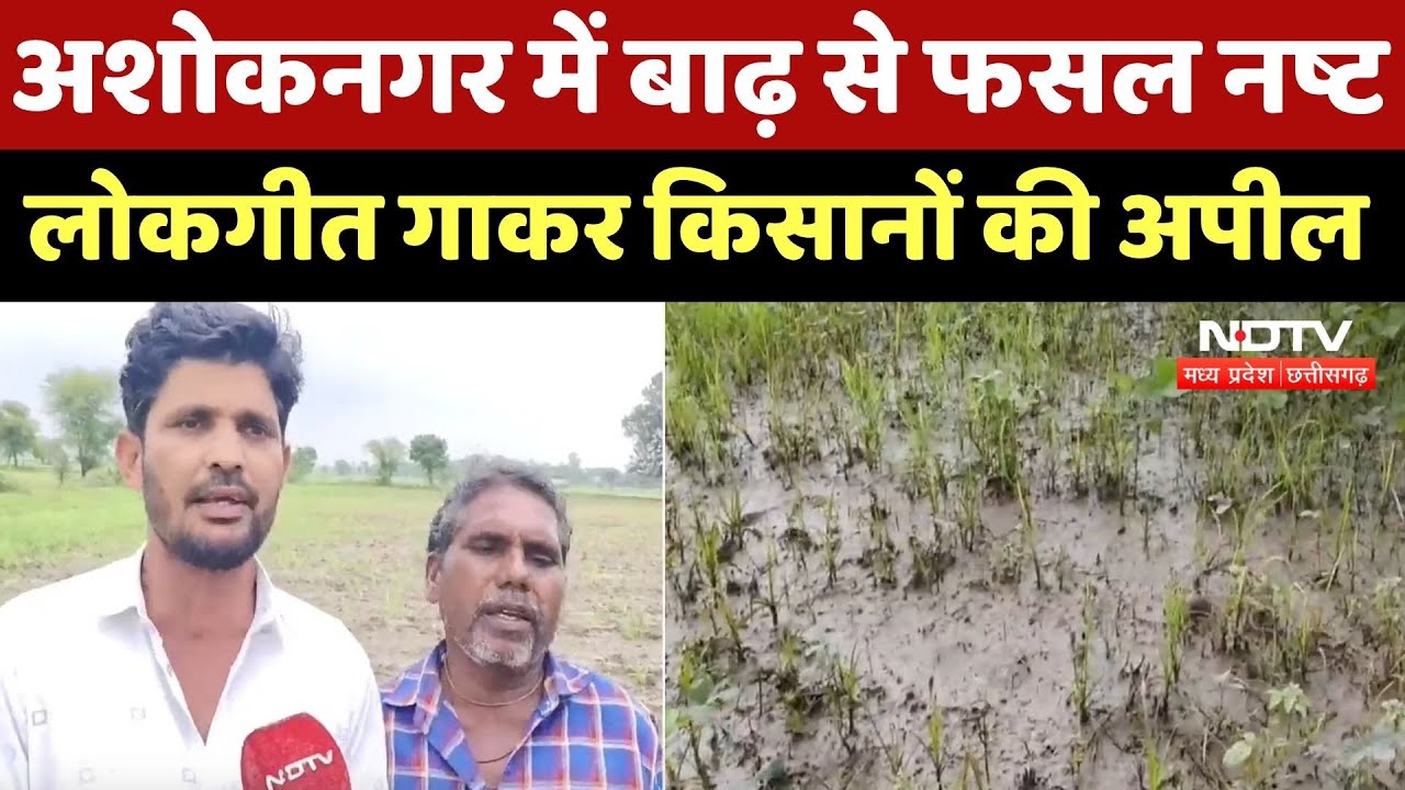 Ashoknagar Crops Destroyed: अशोकनगर में बाढ़ से फसल नष्ट, लोकगीत गाकर किसानों की अपील। Top News