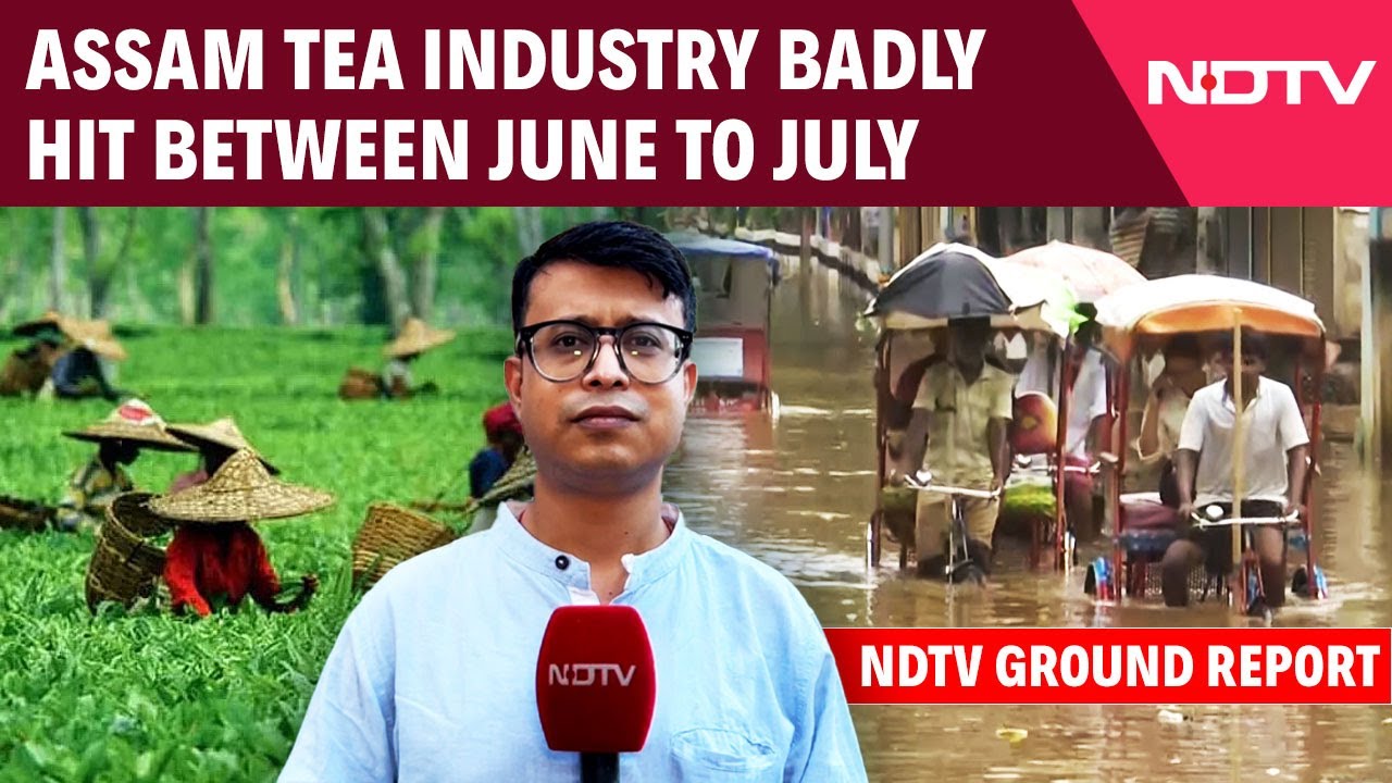 Erratic Rains Adversely Affect Tea Production In Assam, Production Down By 12%