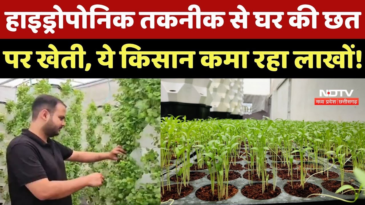 Hydroponic Techniques से घर की छत पर खेती, ये Farmer कमा रहा लाखों !