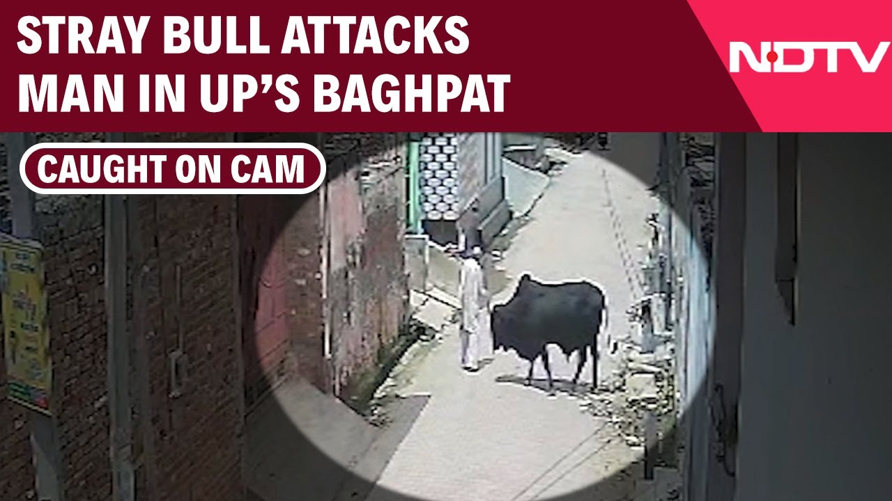 Elderly Man Seriously Injured By Stray Bull In Baghpat; Attack Caught ...