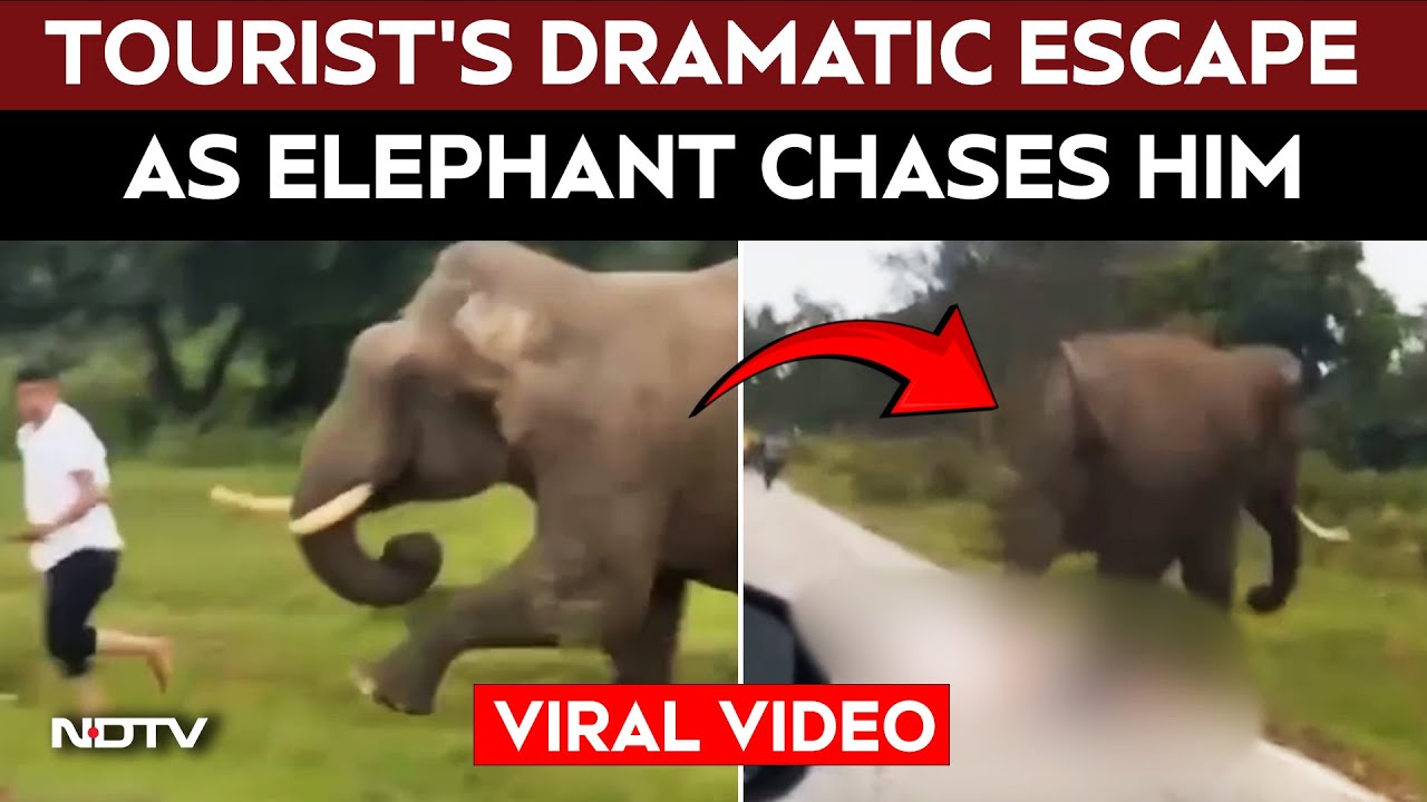 Dramatic Escape After Elephant Chases Tourist, Steps On Him in K'taka Forest Dramatic Escape After Elephant Chases Tourist, Steps On Him in K'taka Forest