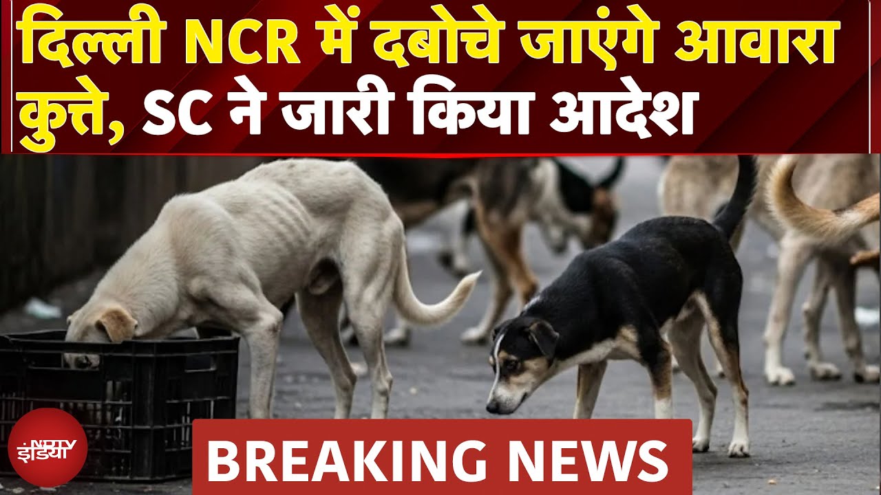 SC Decision on Street Dogs: Delhi-NCR में दबोचे जाएंगे आवारा कुत्ते, सुप्रीम कोर्ट ने जारी किया आदेश