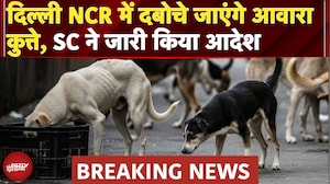SC Decision on Street Dogs: Delhi-NCR में दबोचे जाएंगे आवारा कुत्ते, सुप्रीम कोर्ट ने जारी किया आदेश