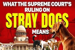 Dogs Supreme Court | What The Supreme Court's Order On Delhi Stray Dogs Means Dogs Supreme Court | What The Supreme Court's Order On Delhi Stray Dogs Means