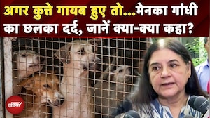 Stray Dogs पर Supreme Court के Order पर छलका Maneka Gandhi का दर्द | StreetDogs | Top News