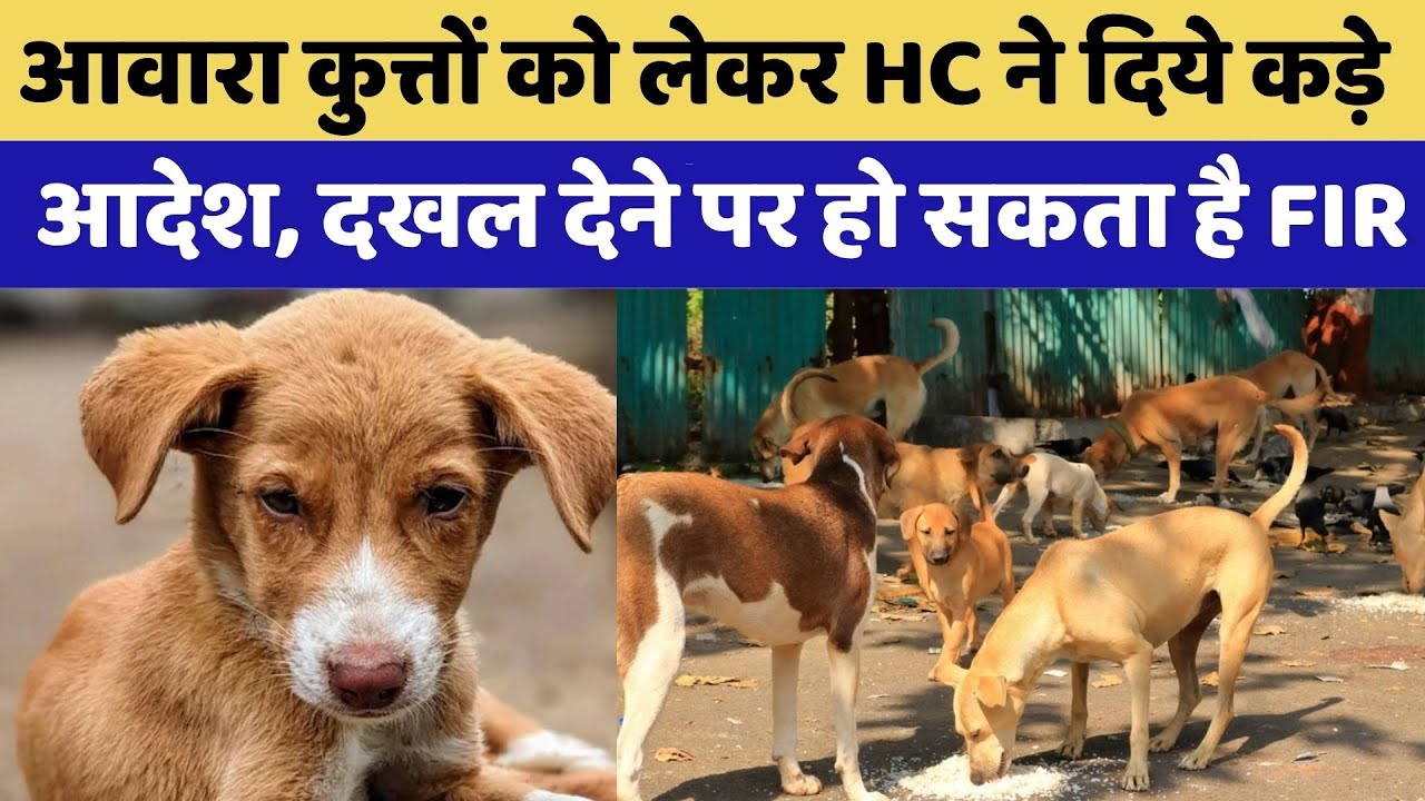 Rajasthan Stray Dogs:आवारा कुत्तों को लेकर HC ने दिये कड़े आदेश, दखल देने पर हो सकता है FIR |Top News
