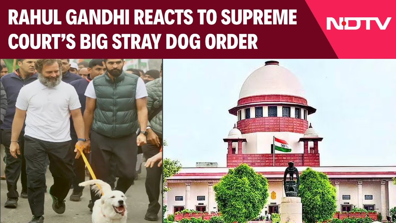 Rahul Gandhi On Stray Dogs | Rahul Gandhi Calls Supreme Court's Stray Dog Order A 'Step Back'