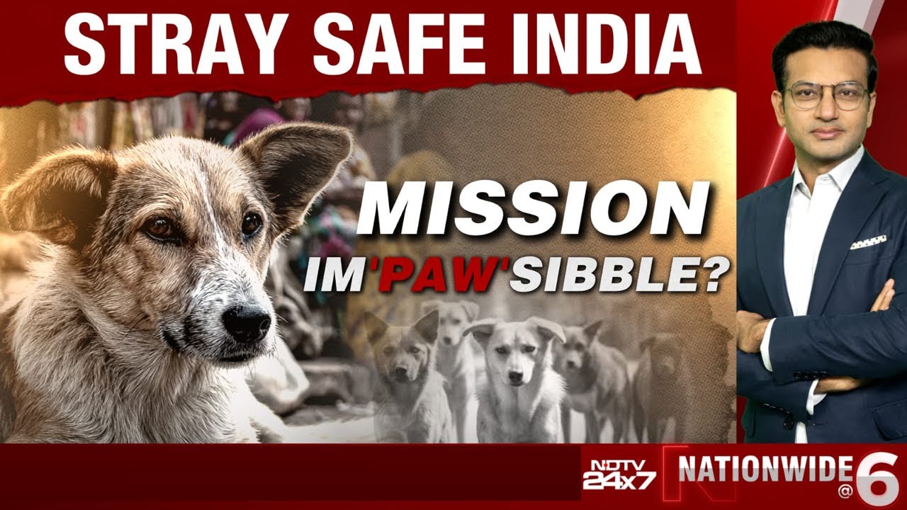 Stray Dogs News | Stray Safe India: Mission Im'Paw'sibble?