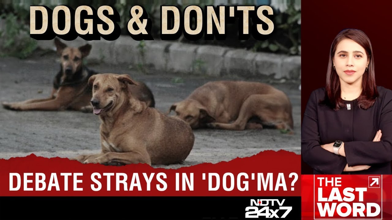 Supreme Court Stray Dog Order | SC Order On Stray Dogs: Tough Or Timely?