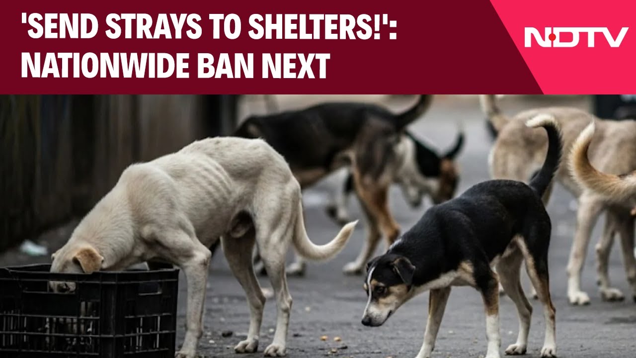SC On Stray Dogs | 'Send Strays To Shelters!': Nationwide Ban Next SC On Stray Dogs | 'Send Strays To Shelters!': Nationwide Ban Next
