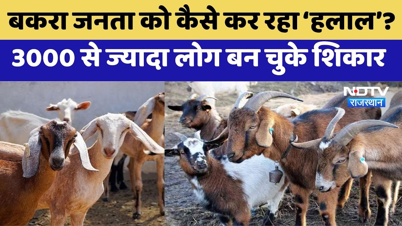Online Goat Farm In Rajasthan: बकरा जनता को कैसे कर रहा हलाल? | Rajasthan | Jaisalmer | Ajmer