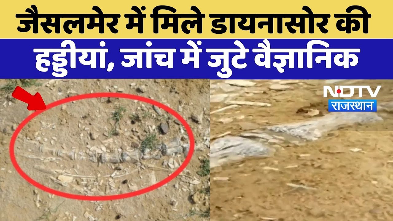 Jaisalmer में मिले Dinosaur की Bones, जांच में जुटे Scientist | Top News | Rajasthan News