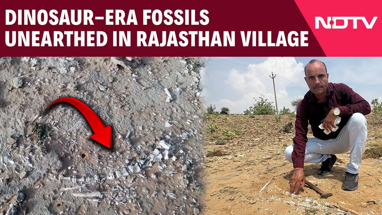 Jaisalmer News | Dinosaur-Era Fossils Unearthed Near Lake In Rajasthan Village