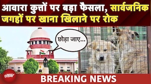 Supreme Court On Stray Dogs: आवारा कुत्तों पर SC का बड़ा फैसला, Dog Lovers की बड़ी जीत | Top News