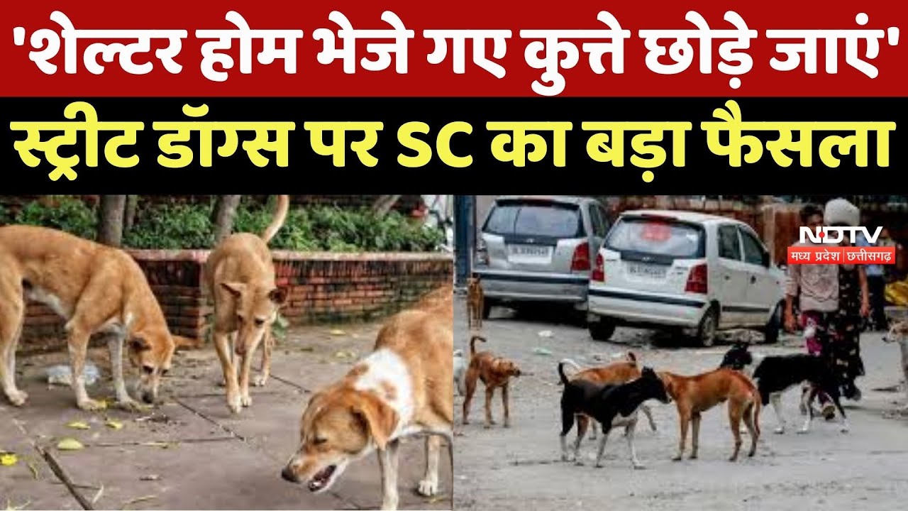Street Dogs पर SC का बड़ा फैसला, Public Places पर खाना खिलाने पर रोक