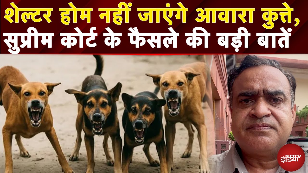 Supreme Court On Stray Dogs: आवारा कुत्तों पर SC ने बदला फैसला, जानिए क्या है पूरा आदेश?