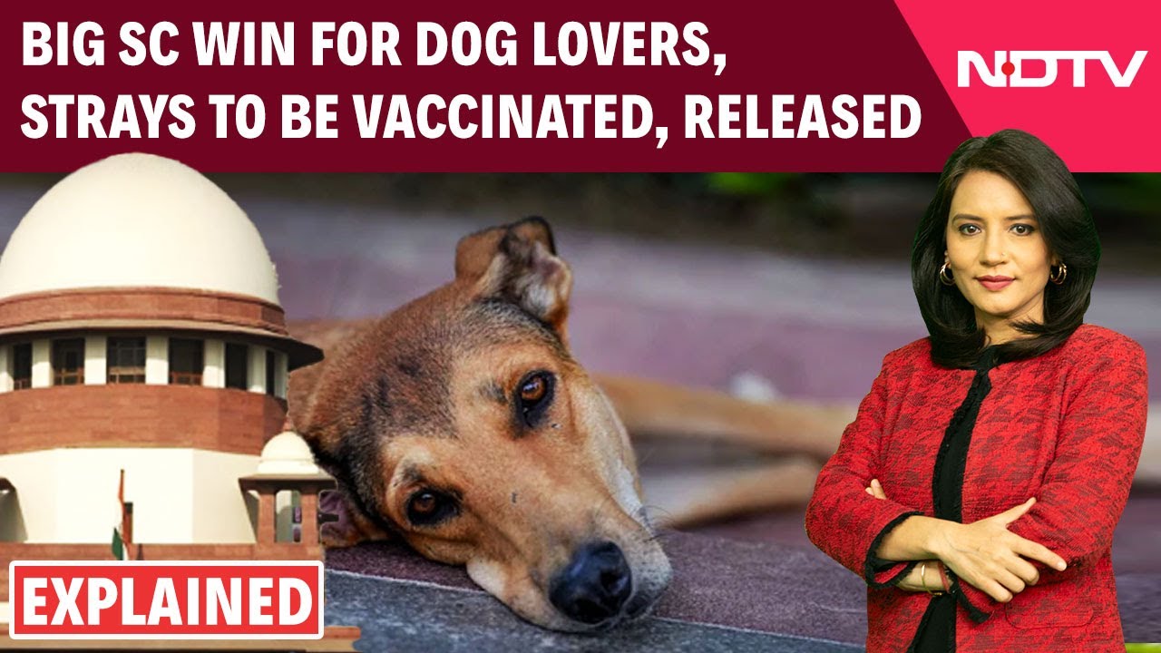 Supreme Court On Stray Dogs | Big SC Win For Dog Lovers, Strays To Be Vaccinated, Released