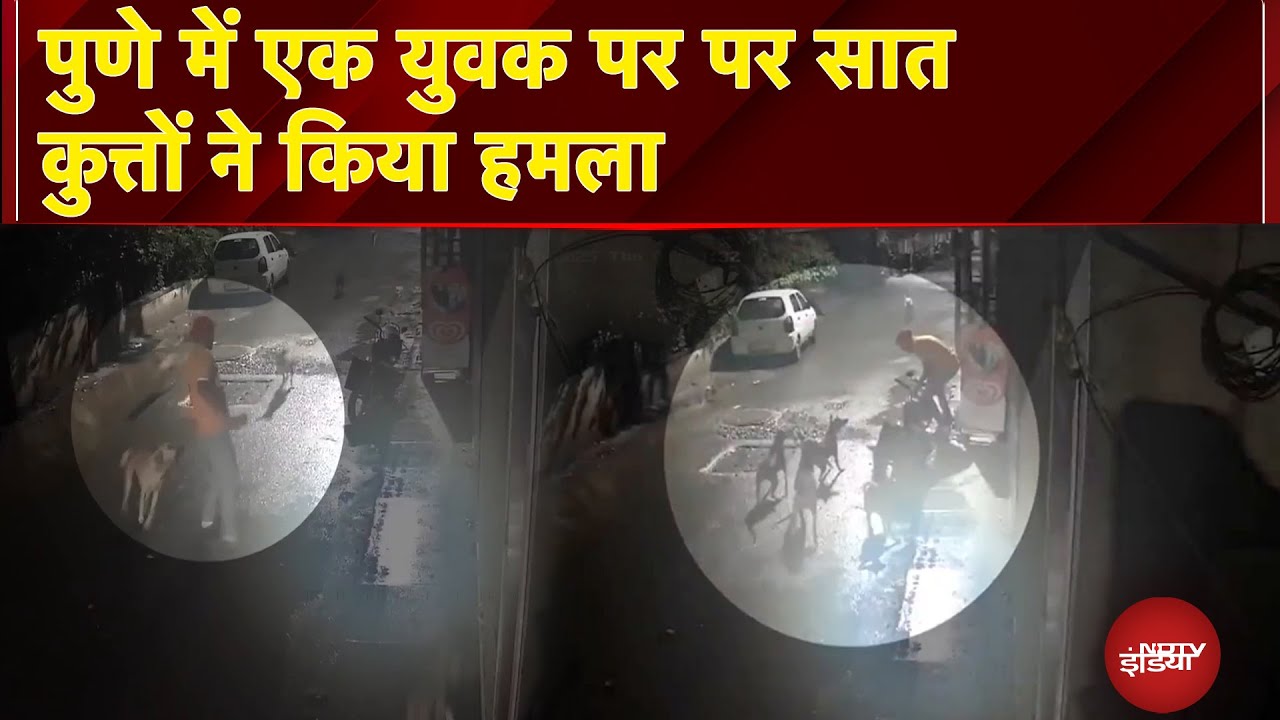 Pune में कुत्तों का आतंक! 7 कुत्तों ने युवक पर किया जानलेवा हमला, दिल दहलाने वाला CCTV फुटेज
