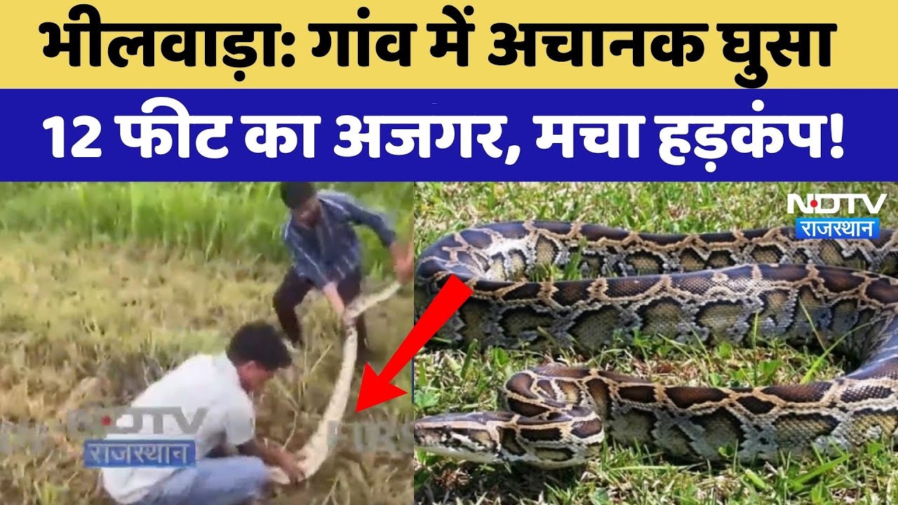 Bhilwara News: गांव में घुसा 12 फीट लंबा अजगर, लोगों में फैली दहशत! Python Viral Video | Rajasthan