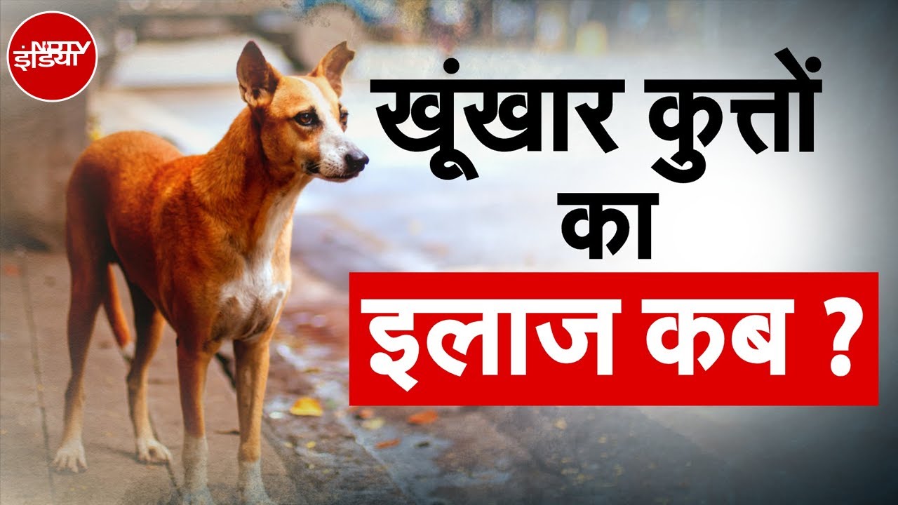 Stray Dogs: शहर-शहर खूंखार कुत्तों का अटैक, Supreme Court के फैसले के बाद Dog Lovers vs Victims!