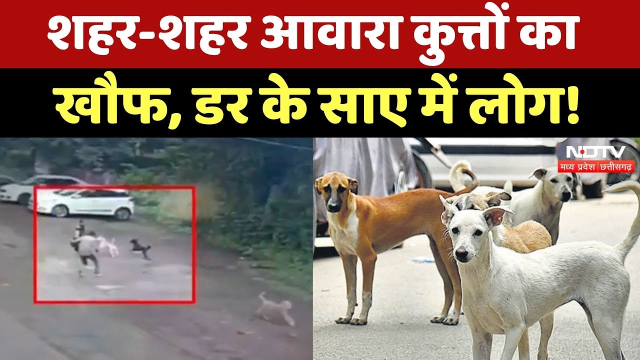 Stray Dogs: MP में शहर-शहर आवारा कुत्तों का आतंक, डर के साए में सड़क पर चल रहे लोग! MP Latest News