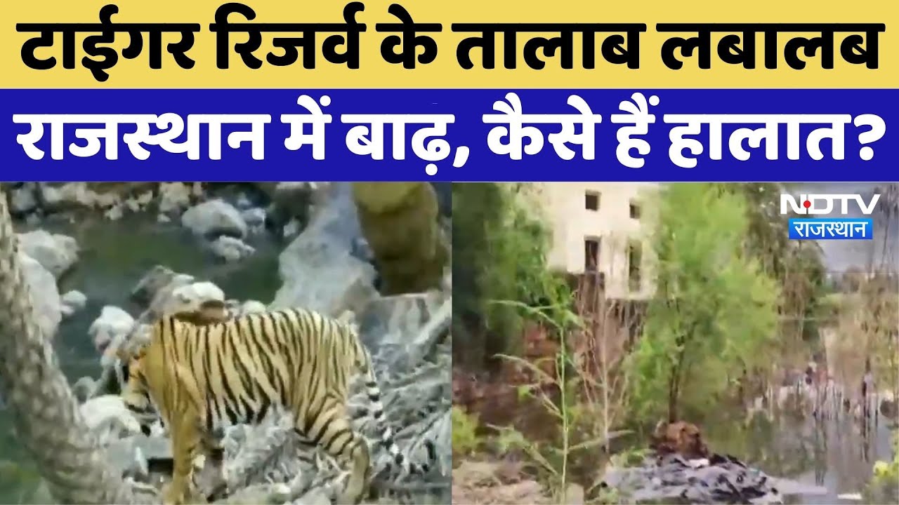 टाईगर रिजर्व के तालाब लबालब, राजस्थान में बाढ़, कैसे हैं हालात?