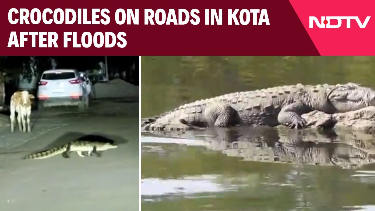 Crocodile Menace In Kota After Floods: Residents Fear Stepping Out At Night