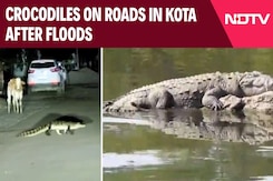 Crocodile Menace In Kota After Floods: Residents Fear Stepping Out At Night Crocodile Menace In Kota After Floods: Residents Fear Stepping Out At Night