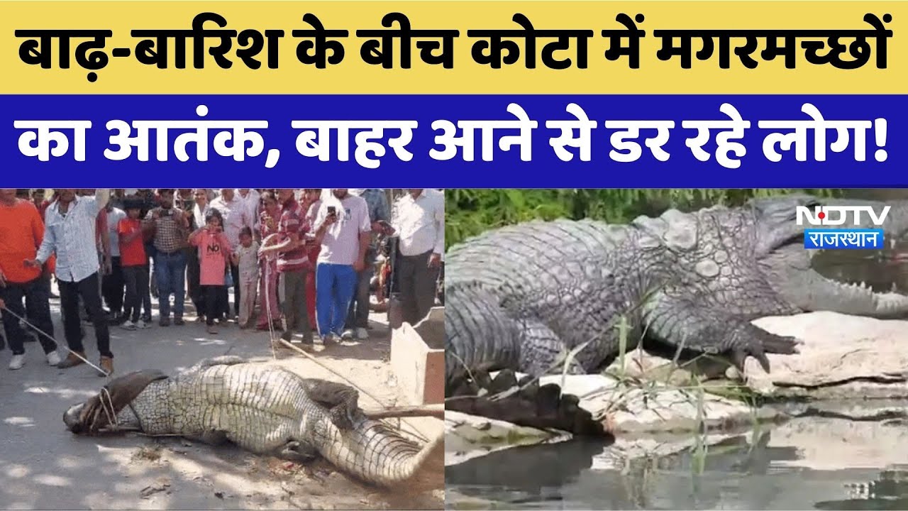 Kota Crocodile Terror: बाढ़-बारिश के बीच मगरमच्छों का आतंक, बाहर आने से डर रहे लोग!। Top News । Rain Kota Crocodile Terror: बाढ़-बारिश के बीच मगरमच्छों का आतंक, बाहर आने से डर रहे लोग!। Top News । Rain