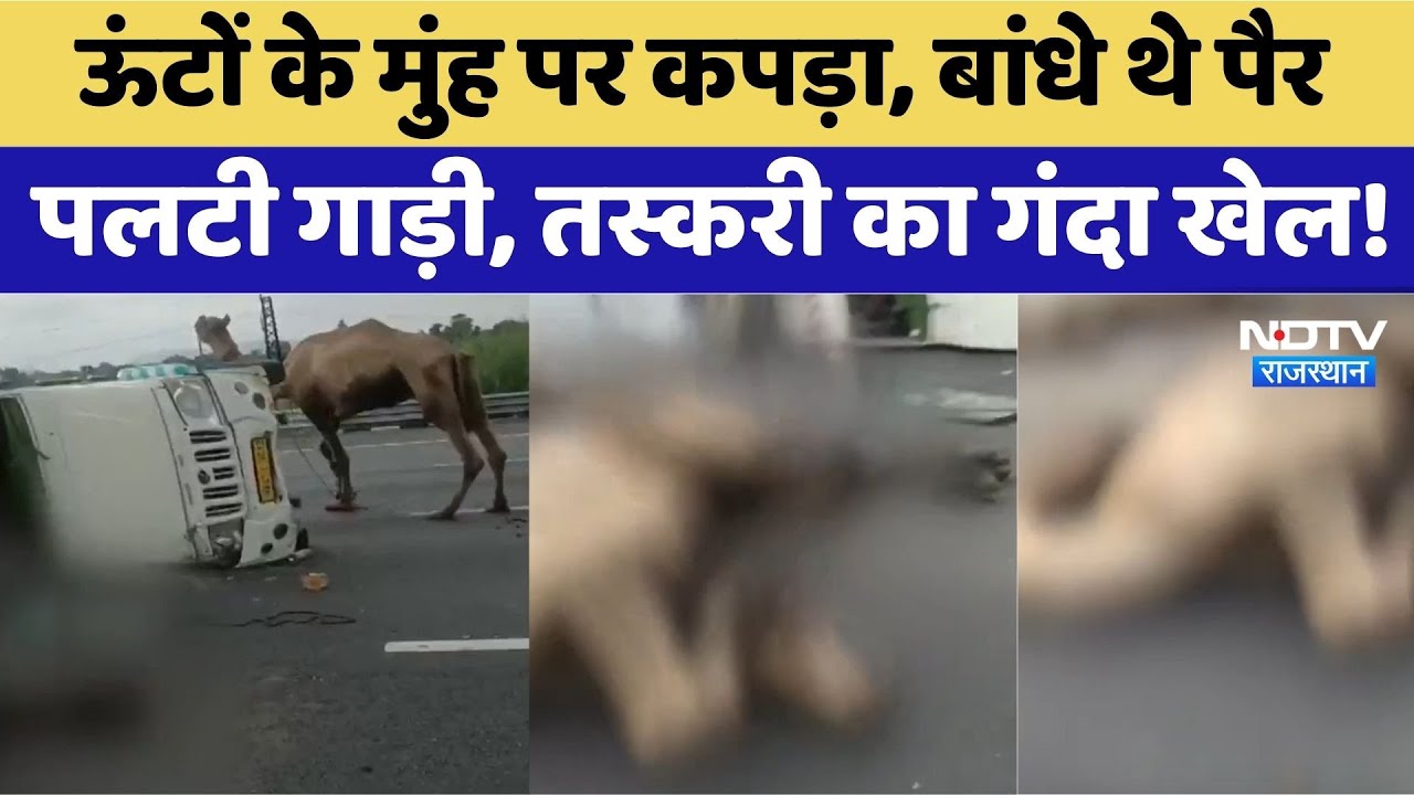 Camel Smuggling in Rajasthan: ऊंटों के मुंह पर कपड़ा, पलटी गाड़ी, तस्करी का गंदा खेल। Top News। NDTV