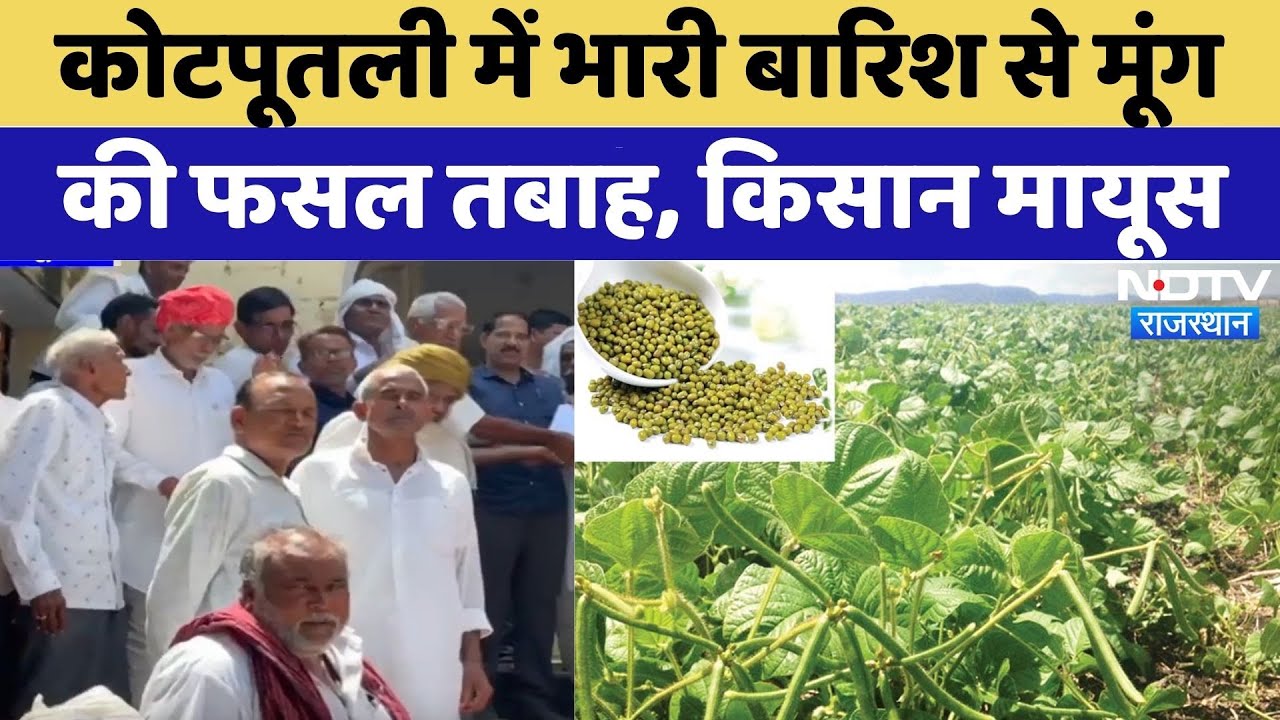 Crop Damage Due to Heavy Rain: कोटपूतली में भारी बारिश से मूंग की फसल तबाह, किसान परेशान | Rajasthan