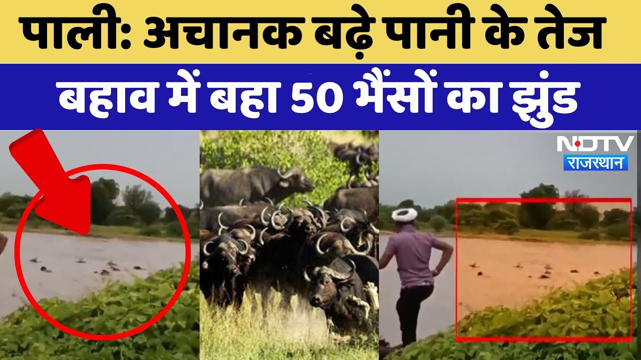 Flood in Rajasthan: अचानक बढ़े पानी के तेज बहाव में बहा 50 भैंसों का झुंड | Rain | River | Monsoon