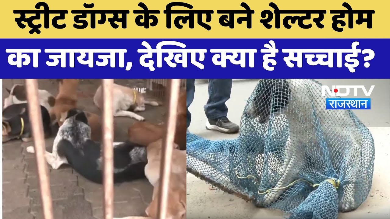 Street Dogs के लिए बने Shelter Home का जायजा, देखिए क्या है सच्चाई? | Jaipur News | Rajasthan News