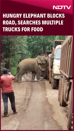 Hungry Elephant Blocks Road, Searches Multiple Trucks For Food In Odisha Hungry Elephant Blocks Road, Searches Multiple Trucks For Food In Odisha