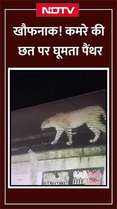 Rajsamand: घर के आंगन में बने कमरे की छत पर जा बैठा Panther | Video Rajsamand: घर के आंगन में बने कमरे की छत पर जा बैठा Panther | Video